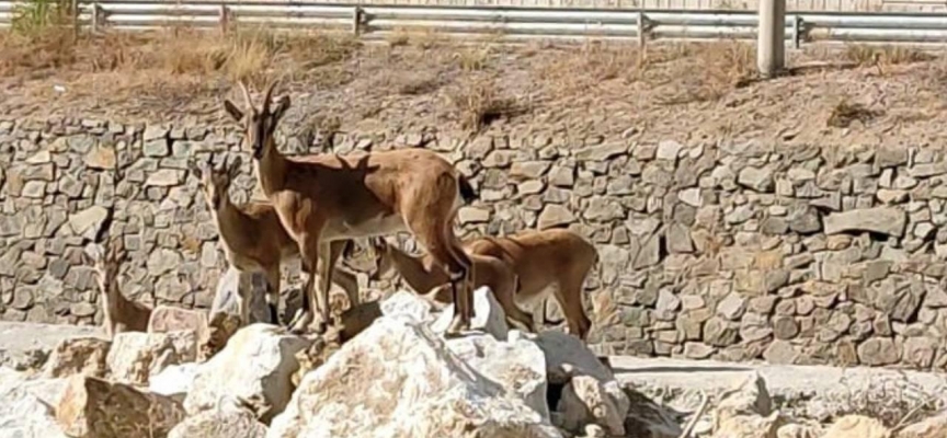 Yaban keçileri Torul ilçe merkezine indi