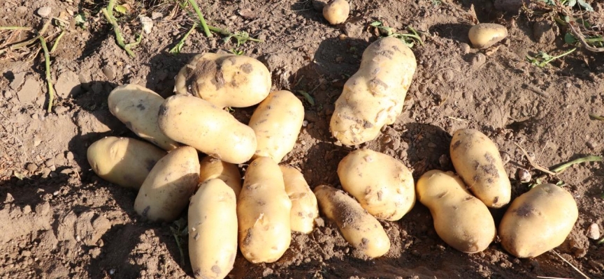 Giresun yaylalarında patates hasadı başladı