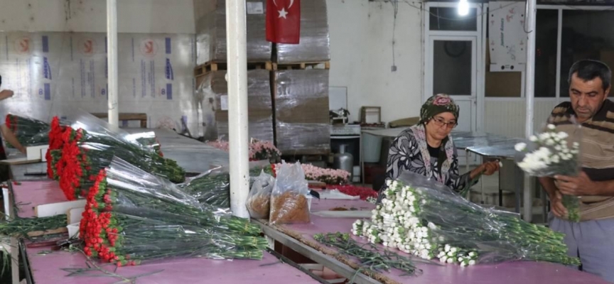 Deregümü köyü geçimini karanfil ve domatesten sağlıyor