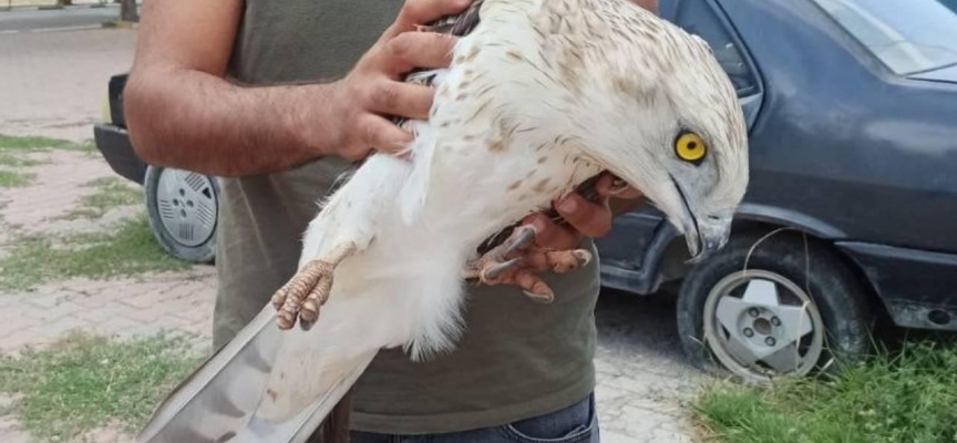 Yaralı bulunan şahin tedavi altına alındı