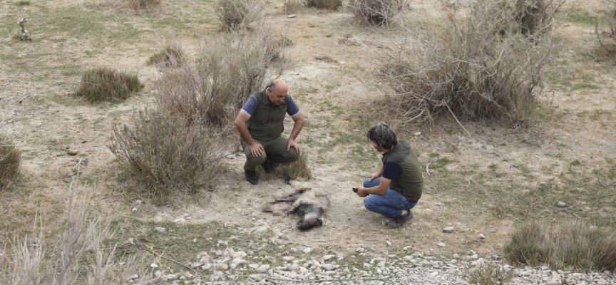 Van'da nesli tükenme tehlikesi altındaki çizgili sırtlan vurulmuş olarak bulundu