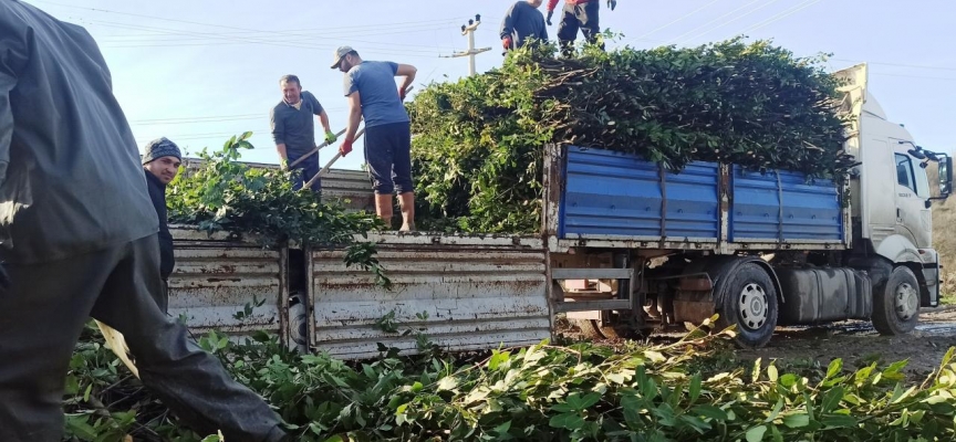 Defneden bu yıl ekonomiye 2 milyar lira katkı hedefleniyor