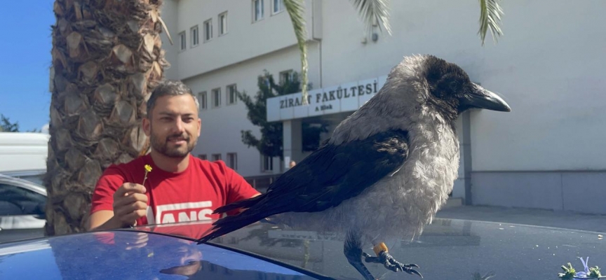 Vefalı 'Kırık Kanat' iyileştikten sonra üniversiteyi terk etmedi