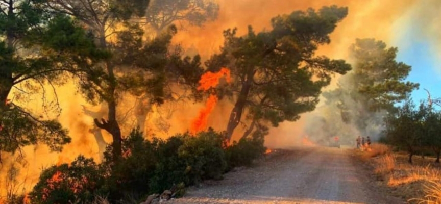 Antalya’da çıkan orman yangınında 5 dekar alan kül oldu