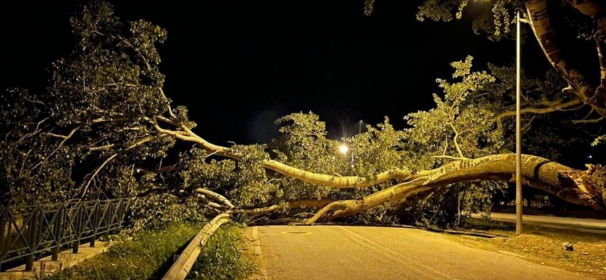 Bursa'da kavak ağacı devrildi, yol trafiğe kapandı