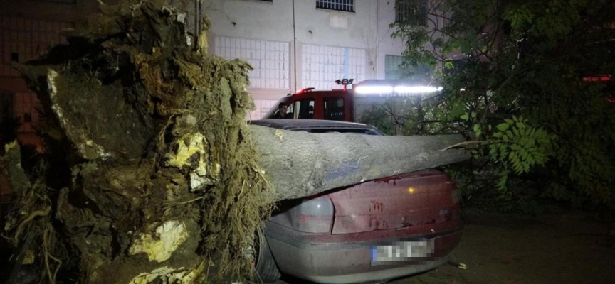 Bursa'da lodos: Ağaç araçların üstüne devrildi