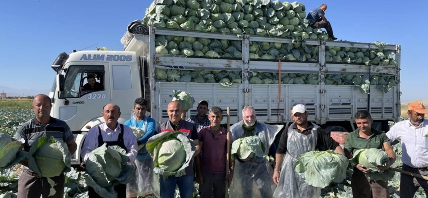 Niğde'de 130 bin ton lahana rekoltesi bekleniyor