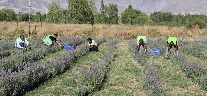 Erzincan'da lavanta çiftçiye yeni gelir kapısı olacak