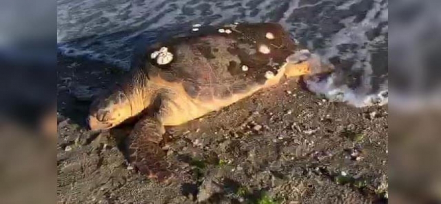 Marmara kıyısında ölü caretta caretta bulundu