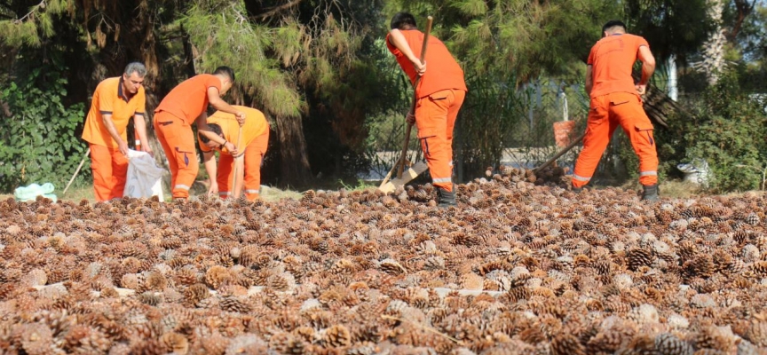 Mersin'de ormanlık alanlara 27 ton 250 kilogram kızılçam tohumu ekilecek