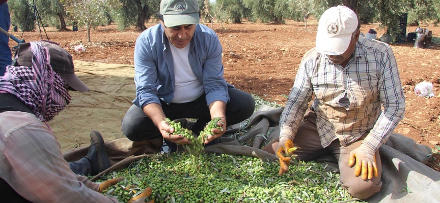 Kilis’te soğuk sıkım zeytinyağı üretimi başladı