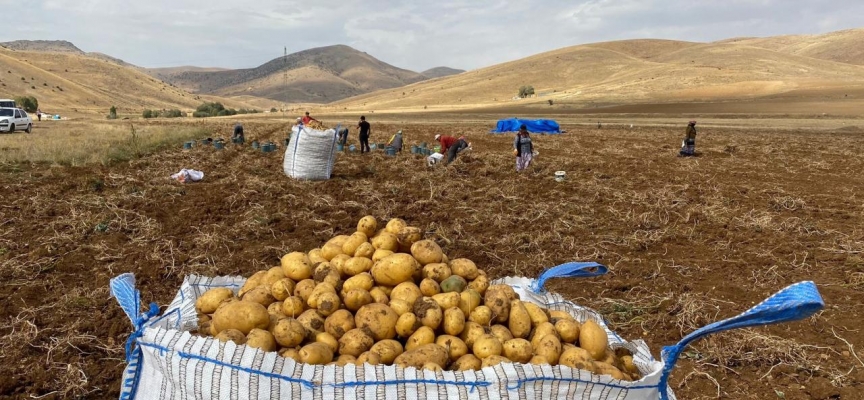 Gümüşhane’de patates hasadı devam ediyor