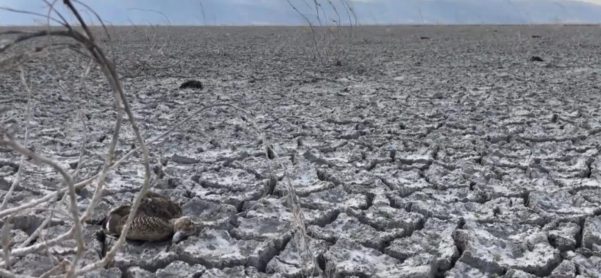 Kuruyan Akşehir Gölü'nde çok sayıda ölü yaban ördeği bulundu