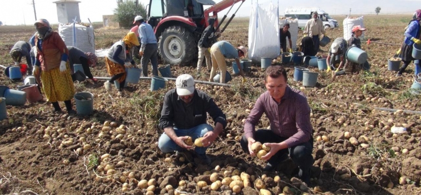 Niğde’de patateste 700 tonluk rekolte bekleniyor