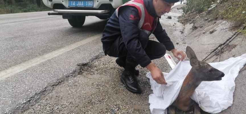 Bolu'da otomobilin çarptığı karaca tedaviye alındı