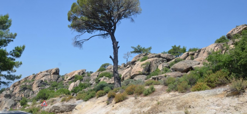 Muğla'nın 'kayaçayı' literatüre girdi