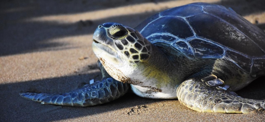 Tedavi edilen caretta carettalar denize kavuşmayı bekliyor