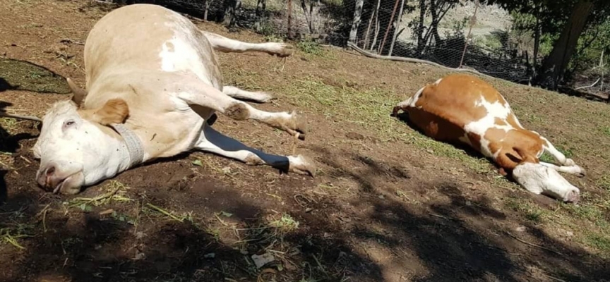 15 gün arayla 5 büyükbaş hayvanı telef oldu