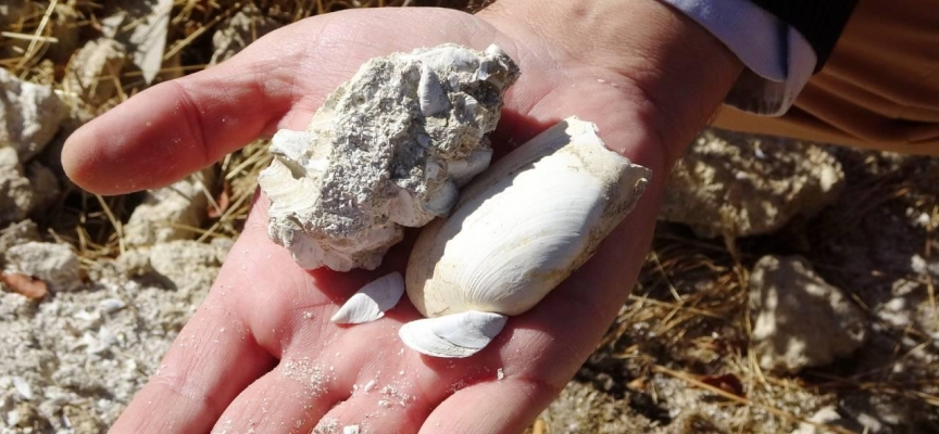 Muş Ovası'nda deniz canlıları fosili bulundu