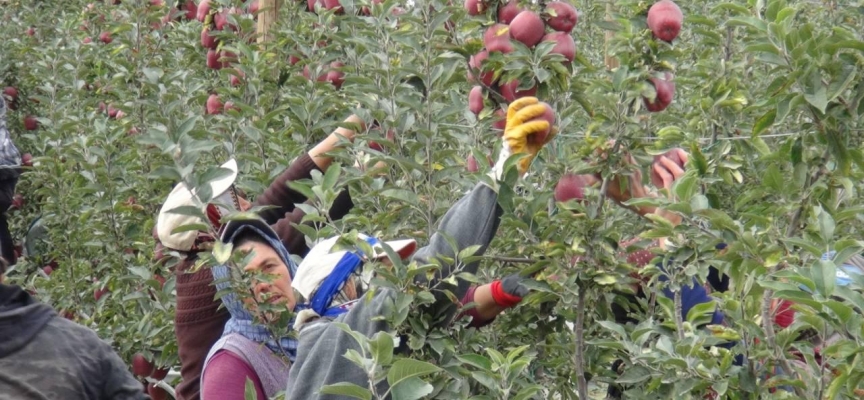 Niğde'de 650 bin ton elma rekoltesi bekleniyor