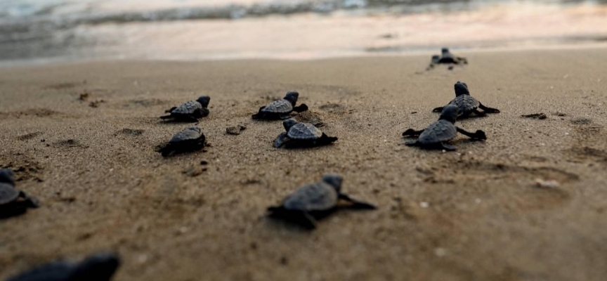 Bu yıl Antalya'dan 125 bin caretta caretta yavrusu denize ulaştı