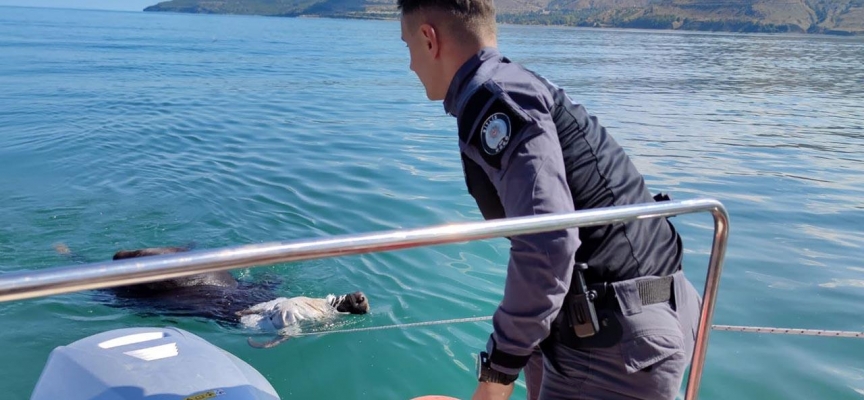 Mezbahaya götürülürken kaçıp Van Gölü'ne giren manda kurtarıldı