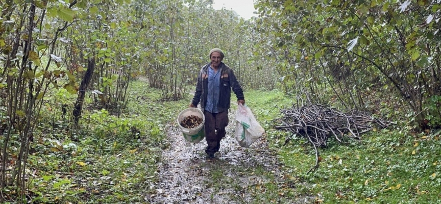 Ordu'nun yüksek kesimlerinde fındık hasadı