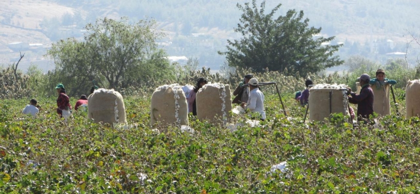 Gaziantep'te pamuk hasadı başladı