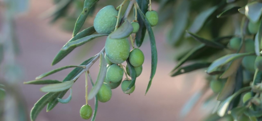 Mersin'de zeytin hasadına başlandı