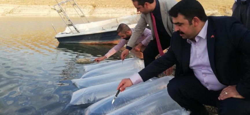 Şanlıurfa'da baraj göletine 1 milyon balık yavrusu bırakıldı