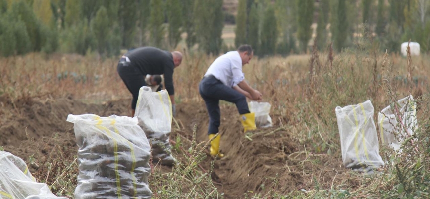 Bayburt Üniversitesi'nde mor patates hasadı yapıldı