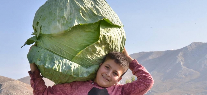 Kahramanmaraş'ta dev lahanaların hasadı başladı