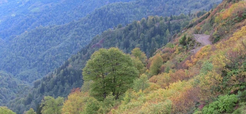 Artvin'deki köyü kokarca böceği sardı