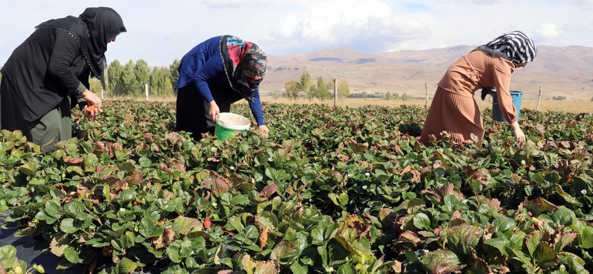 Ağrı'da "çilek yetişmez" denilen arazide tonlarca çilek üretildi