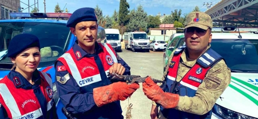 Kilis'te yaralı bulunan atmaca koruma altına alındı