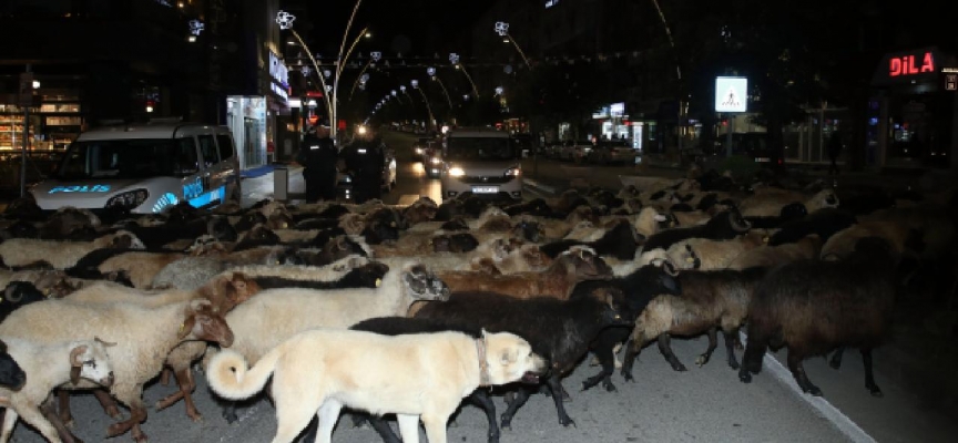 Koyun sürüsünün geçtiği caddede trafik oluştu