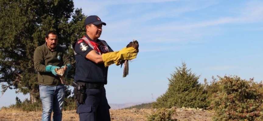 Kırıkkale'de yaralı kara akbaba tedavi altına alındı