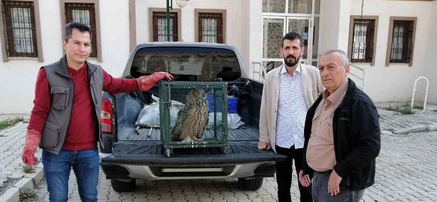 Sahipsiz köpeklerin saldırısında yaralanan puhu tedaviye alındı