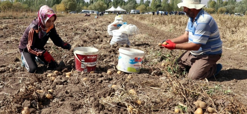 2 bin rakımda üretilen patatesten 108 bin ton rekolte bekleniyor