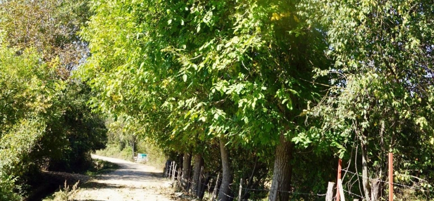 Kastamonu'da ağaçtan düşen 3 kişi öldü, onlarca kişi yaralandı