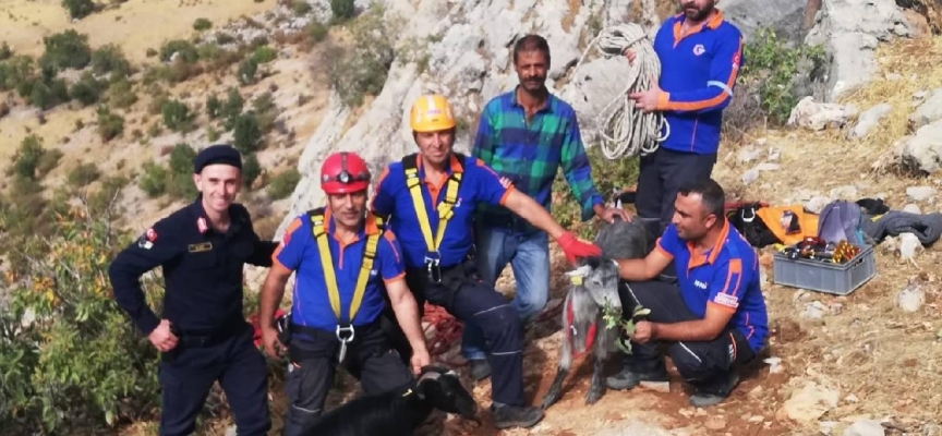 Mahsur kalan keçileri AFAD kurtardı