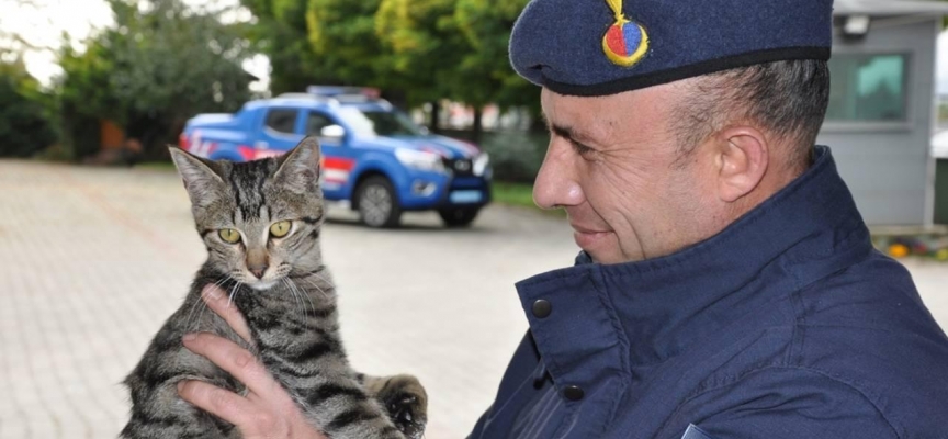 Kedi "Gümüş"ün ameliyatını jandarma yaptırdı