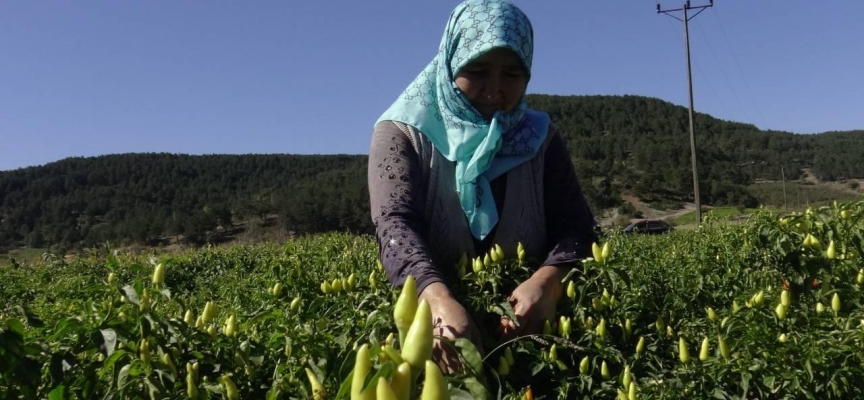 Biberiyede sezonun son ürünleri hasat ediliyor