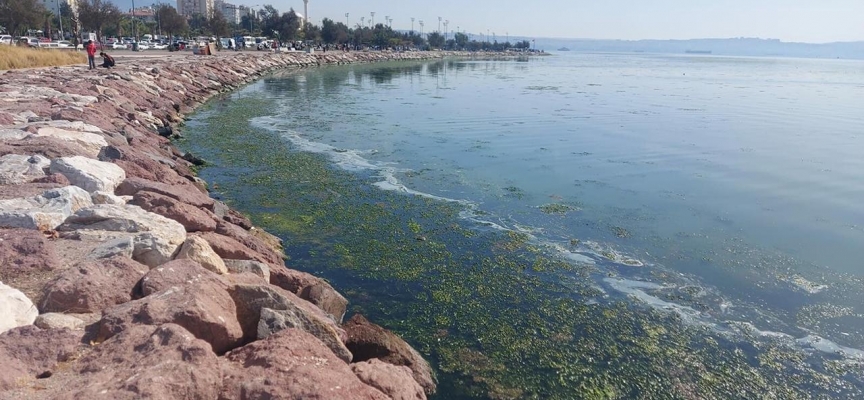 İzmir Körfezi deniz maruluyla yeşile büründü