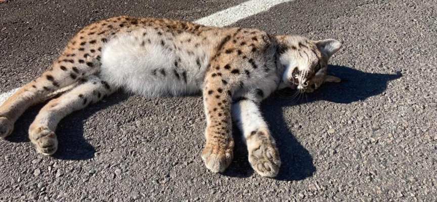 Kastamonu'da yol kenarında ölü vaşak bulundu