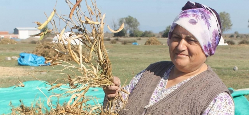 Don Kazaklarının mirası fasulyenin hasadına başlandı