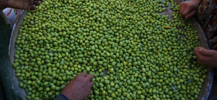 Kilis'te zeytin hasadı başladı