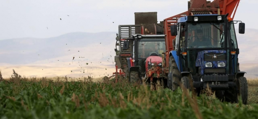 Muş'ta bu yıl 40 bin 500 ton şeker üretimi hedefleniyor