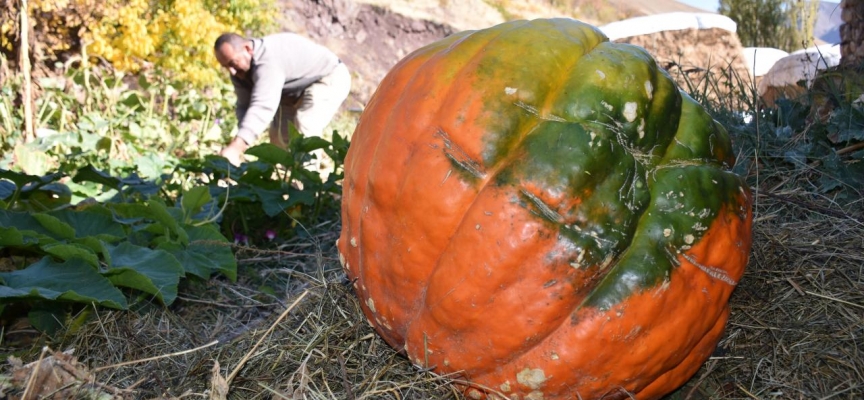 Bahçesinde yaklaşık 100 kilogramlık bal kabağı yetiştirdi