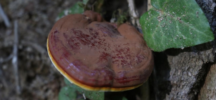 Zonguldak'ta mantardan zehirlenen kişi hayatını kaybetti